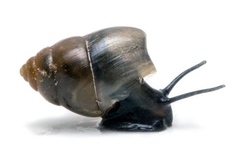 Moulinsia fusca erythrostoma Negros Island, Philippines